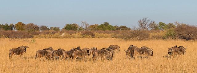 039 Botswana, Okavango Delta, gnoe.jpg